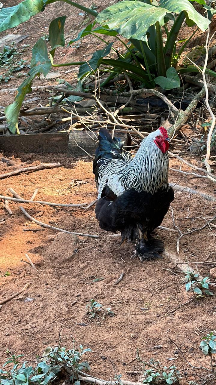 Animal do Sítio